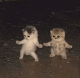 Dancing cats